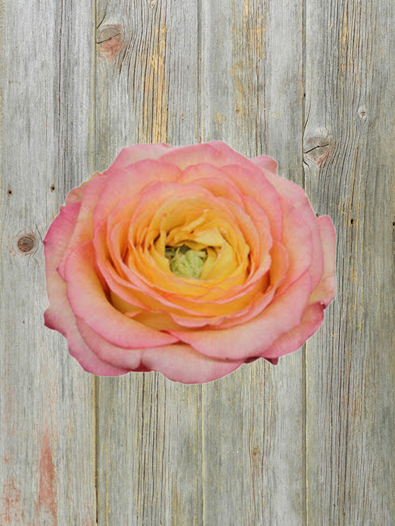 HOUDINI  BICOLOR YELLOW AND RED GARDEN ROSE